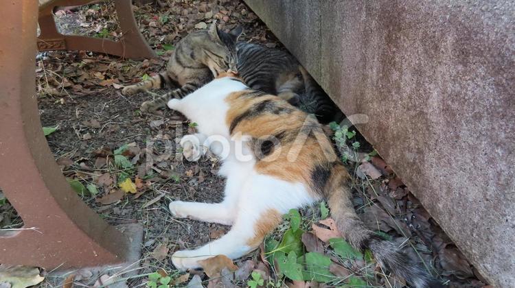 毛繕いと夕涼みが日課のラブラブな三毛猫達 三毛猫,猫,キジトラの写真素材