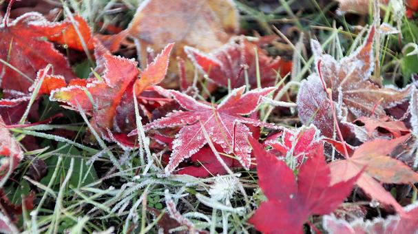 真っ白な霜が降りた11月の河口湖の朝 霜,秋,初冬の写真素材