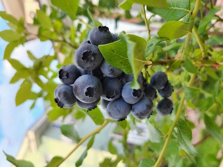 Photo, blueberry, blueberry hunting, fruits, 