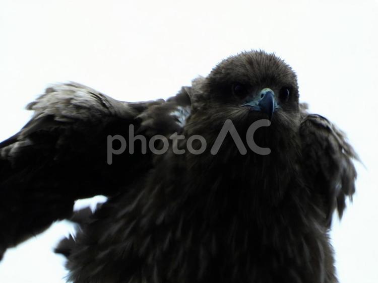 電柱の上で羽を振るうトビ 鳥,野鳥,トビの写真素材