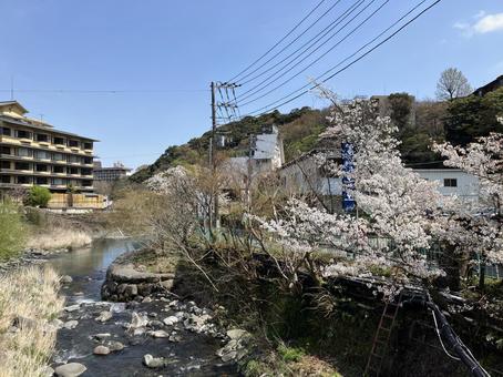 春の小田原 春の小田原の写真