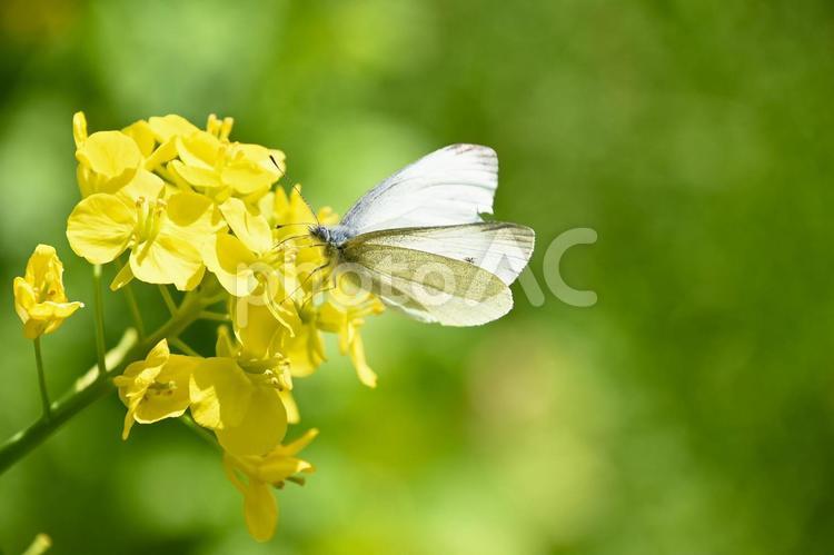 菜の花の蜜を吸うモンシロチョウ 菜の花,モンシロチョウ,蝶々の写真素材
