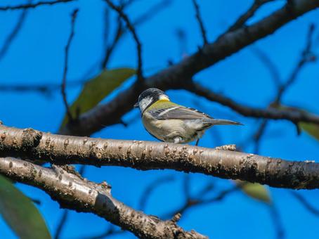 枝にとまるシジュウカラ シジュウカラ,野鳥,鳥の写真素材