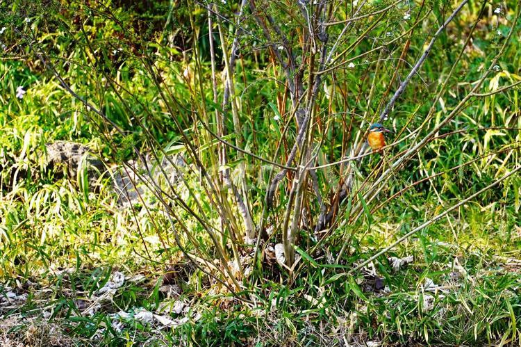 カワセミの休息 カワセミ,鳥,自然の写真素材