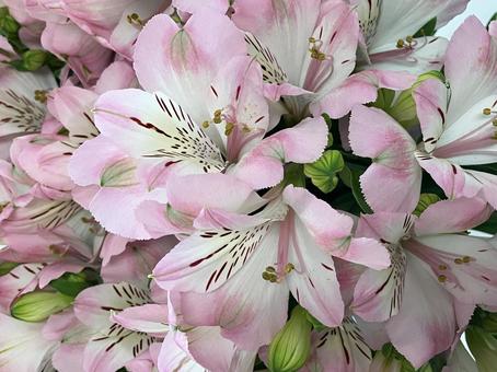 花(アルストロメリア) 花(アルストロメリア) 花,アップ,植物の写真素材