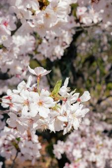 桜 桜,春,四月の写真素材