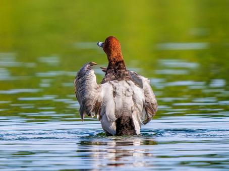 池で羽ばたくホシハジロ・カモ・鴨 ホシハジロ,鴨,野鳥の写真素材
