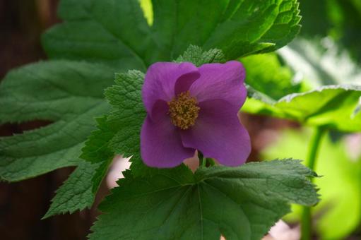 シラネアオイ②の写真