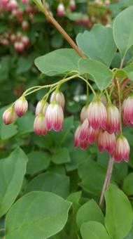 照片, 吊钟campanulatus, mantenboshi, 植物, 
