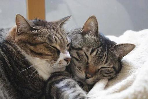 仲良し 仲良し ねこ,ペット,リラックスの写真素材