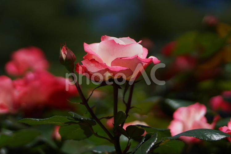 ピンクと白のグラデーションが美しいバラ 薔薇,花,ピンクの写真素材