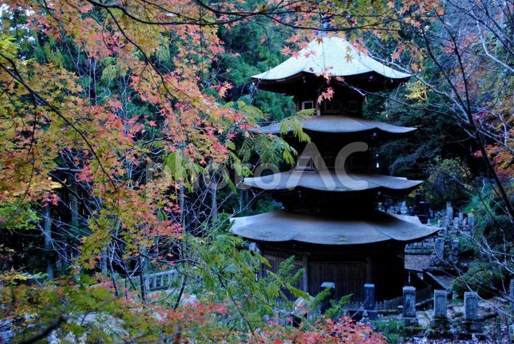上田市別所温泉安楽寺八角三重塔の紅葉 信州,上田市,別所温泉の写真素材