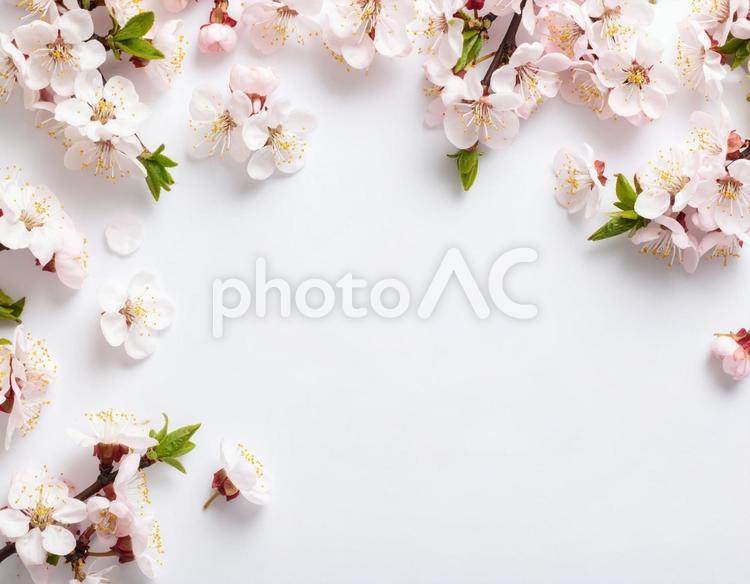 桜のテキストフレーム 桜,テキストスペース,ピンクの写真素材