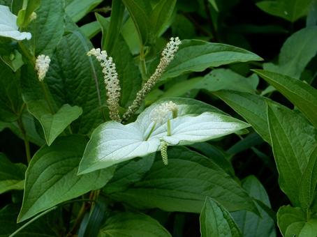 【花の写真】ハンゲショウ 【花の写真】ハンゲショウ ハンゲショウ,半夏生,植物の写真素材