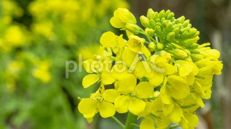 菜の花の黄色い花、春の訪れ 菜の花,花,黄色の写真素材