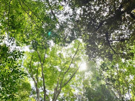 The sky and trees looking up at the heavens, JPG The sky and trees looking up at the heavens, boş, boş arka plan, hava açık, JPG