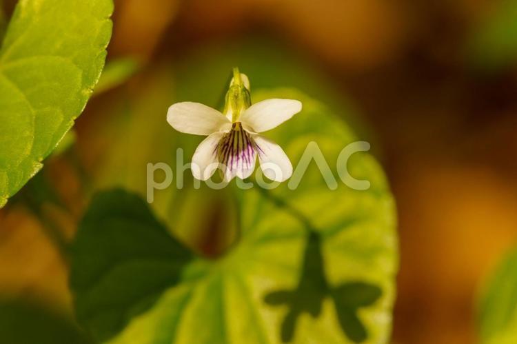 可憐なヒメアギスミレ花 花,植物,自然の写真素材