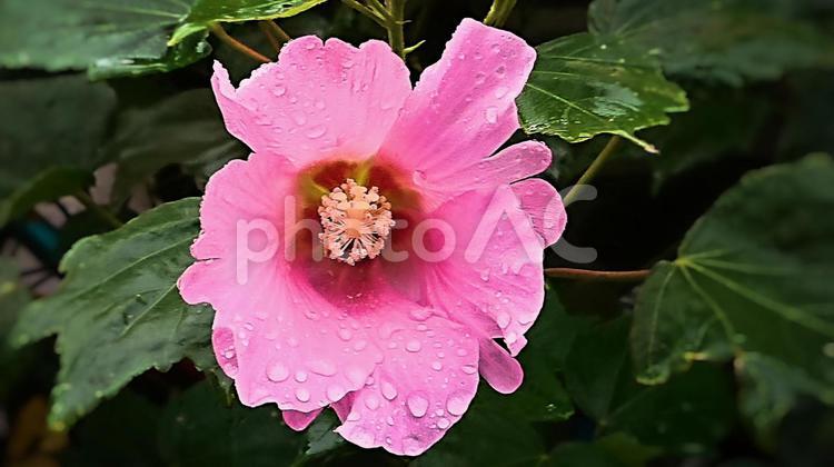 雨の中の芙蓉 芙蓉,ピンク,雨の写真素材