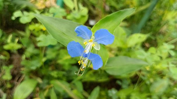 朝咲いて昼にはしぼむはかないつゆくさの花 朝咲いて昼にはしぼむはかないつゆくさの花 つゆくさ,露草,朝の写真素材