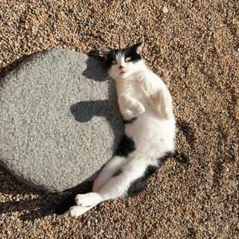 Photo, cat, shadow, stone, 