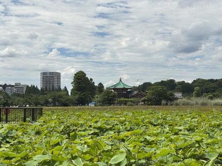 上野の湖 上野の湖 上野,上野公園,公園の写真素材