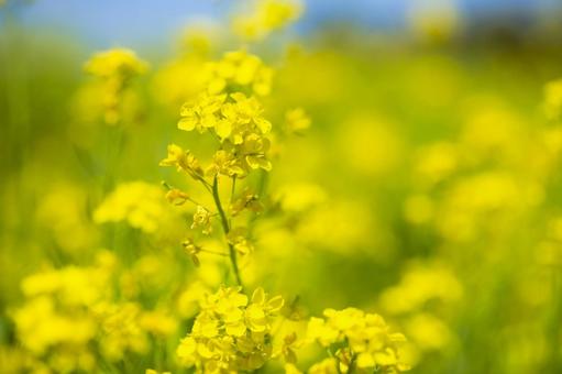 Rape blossoms, JPG Rape blossoms, JPG
