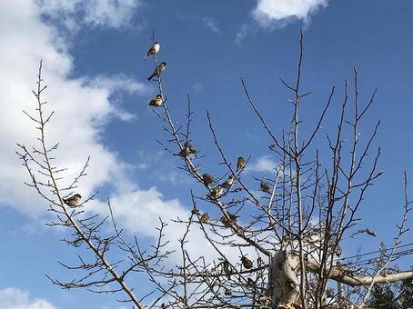 木にとまる鳥の写真