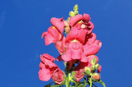 金魚草 植物,草花,花びらの写真素材