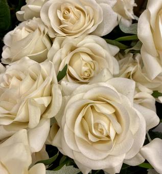 バラ バラ バラ,薔薇,ローズの写真素材