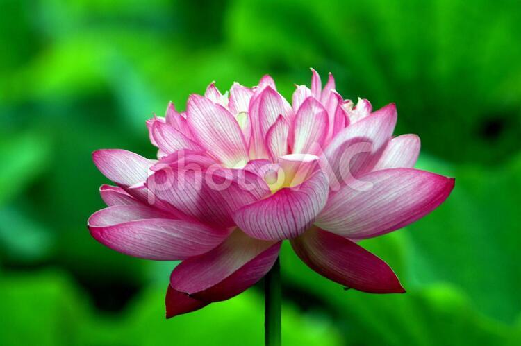 初夏を彩るハスの花08 つぼみ,はじく,はなやかの写真素材