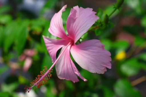 7月下旬の温室のハイビスカスの花 7月下旬の温室のハイビスカスの花 ハイビスカス,ピンク,花の写真素材