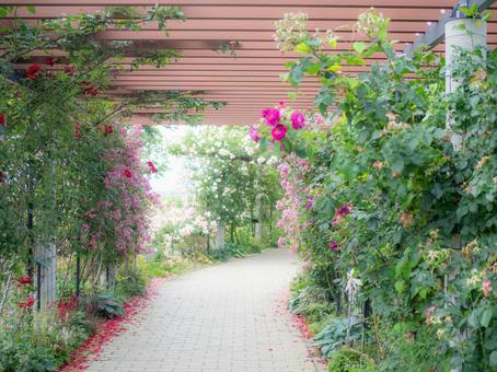 Small roses blooming on the arch, JPG Small roses blooming on the arch, JPG