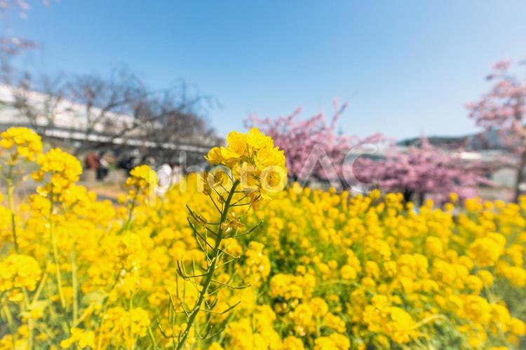 菜の花と桜の見える晴れた日 菜の花,黄色,空の写真素材