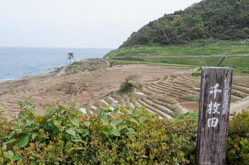 震災翌春の白米千枚田 震災翌春の白米千枚田 千枚田,白米,田植え前の写真素材