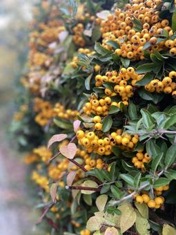 黄色い実 植物,実,黄色の写真素材