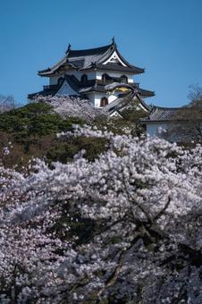 春の彦根城 春の彦根城 彦根城,桜,春の写真素材
