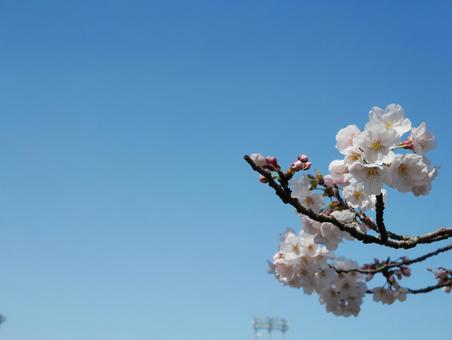 桜の写真