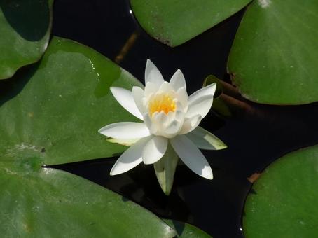 White water lilies blooming in a pond in the park, JPG White water lilies blooming in a pond in the park, JPG