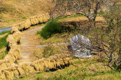 静岡県菊川市　千框(せんがまち)の棚田 日本,静岡県,菊川市の写真素材