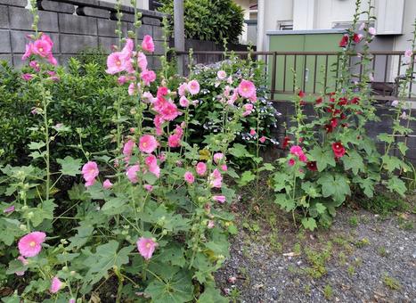 hollyhock, JPG hollyhock, JPG