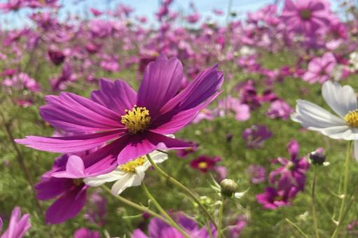 コスモスの花 コスモスの花 コスモス畑,秋桜,アップの写真素材