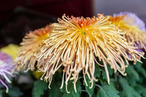 2025笠間の菊祭り11 菊祭り,笠間,秋の写真素材