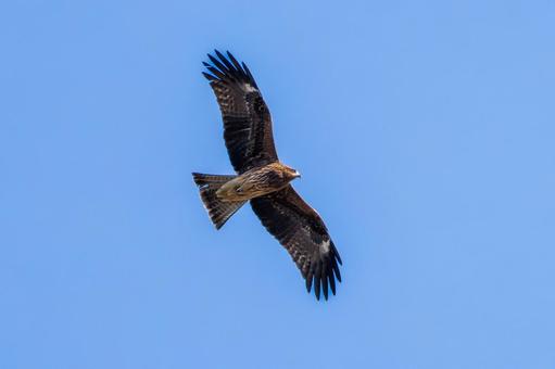 空を飛ぶトビ・トンビ 空を飛ぶトビ・トンビの写真
