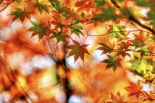 もみじの写真