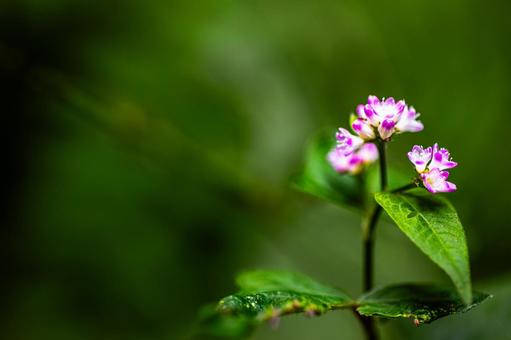 ミゾソバ ミゾソバ,自然,花の写真素材
