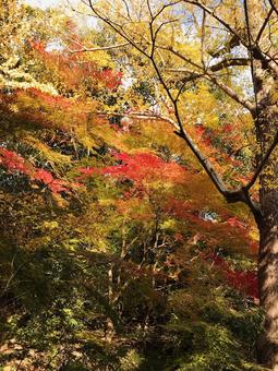 紅葉02 紅葉02の写真