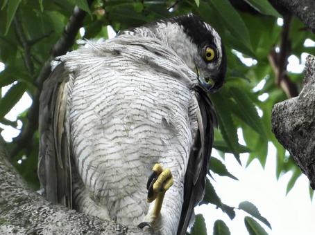 毛繕いをするオオタカ 毛繕いをするオオタカの写真
