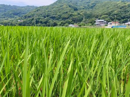 静岡県伊豆市小土肥の田んぼの風景 静岡県伊豆市小土肥の田んぼの風景の写真