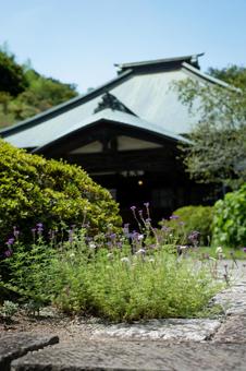 ［神奈川県鎌倉市］海蔵寺｜花の寺 鎌倉,海蔵寺,寺の写真素材