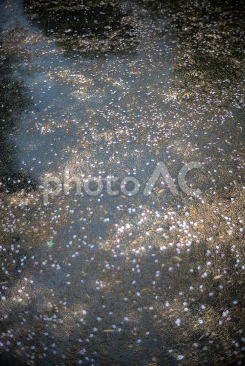 水面に浮かぶ桜の花びら 桜,散る,水面の写真素材